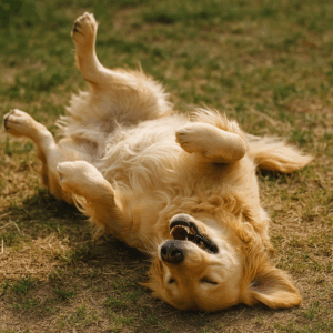 Golden Retriever at floor